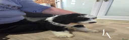 Old English Sheepdog dogs for sale: ONE HANDSOME MALE SHEEPADOODLE AVAILABLE  - Advert 13