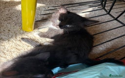 Domestic Shorthair cats for sale: Black and white kittens for sale  - Image 12