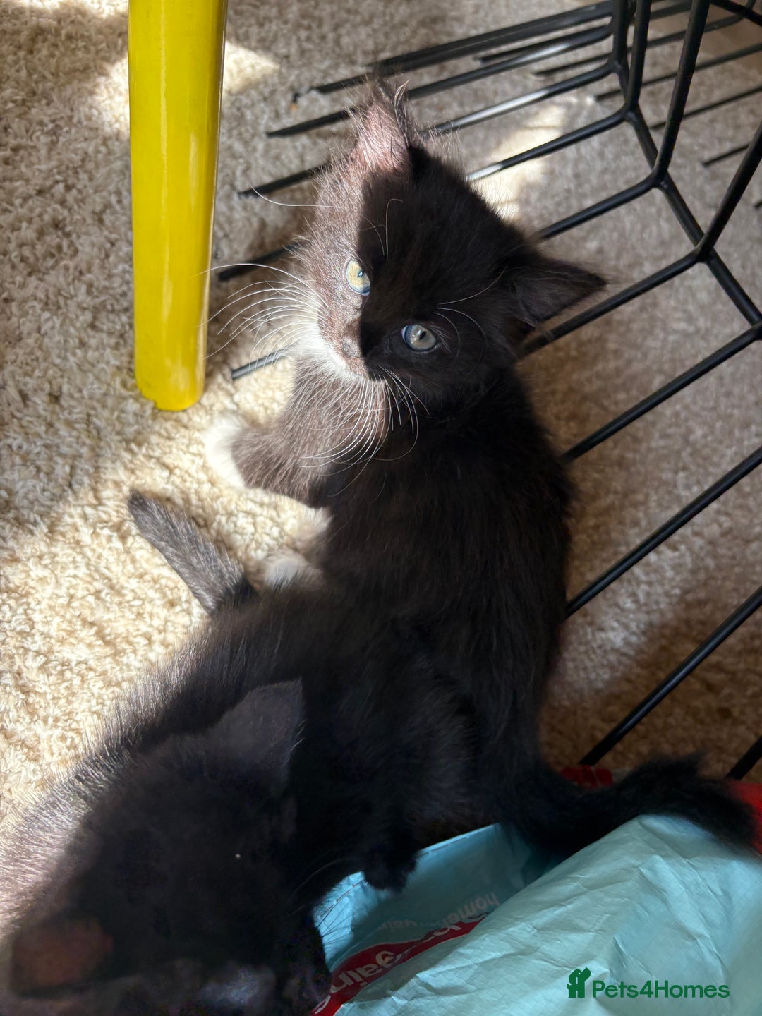 Domestic Shorthair cats for sale: Black and white kittens for sale  - Image 12