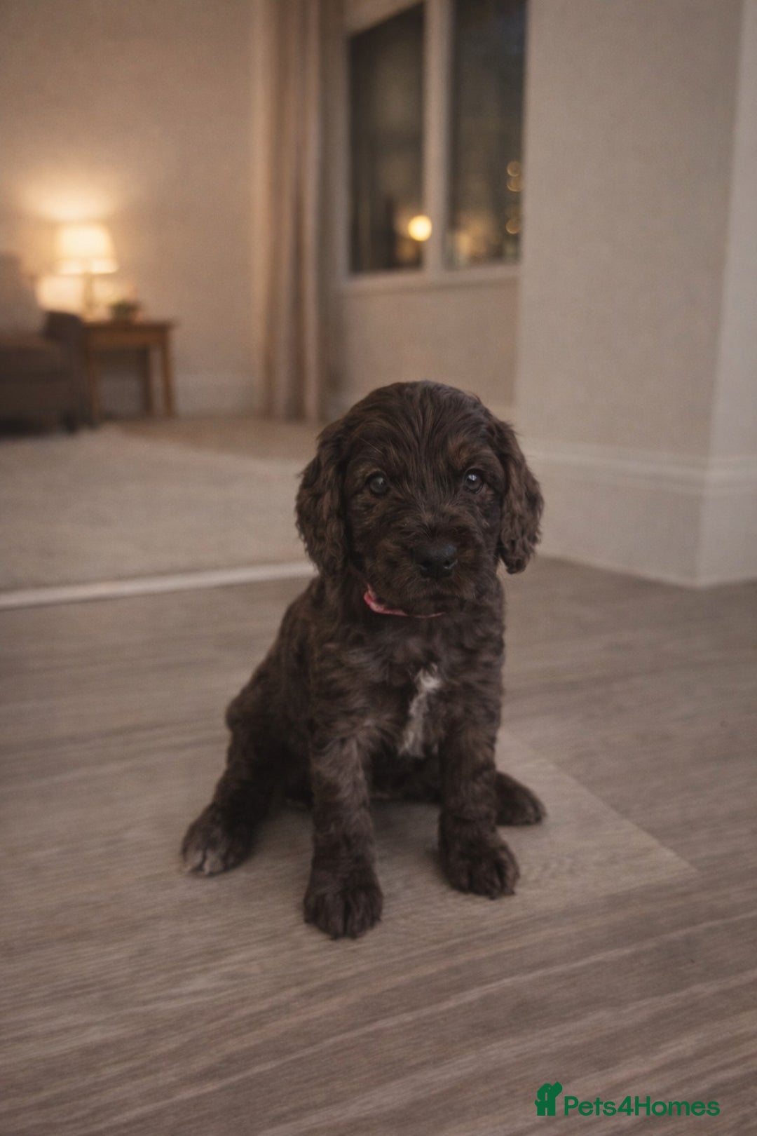 Cockapoo dogs for sale: Gorgeous F1 Cockapoo Puppies  - Advert 2