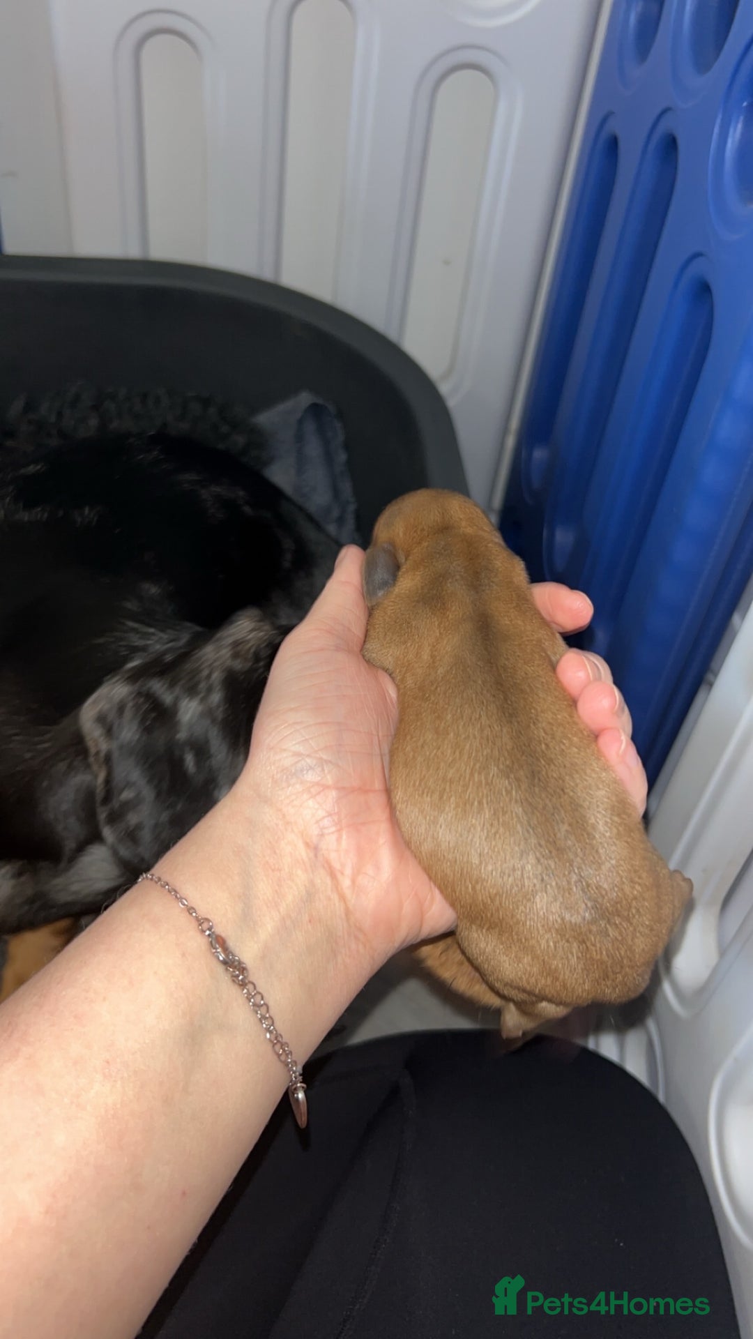 Miniature Dachshund dogs for sale: Miniature Dachshund Puppies - Image 9