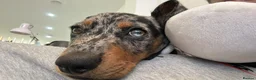 Jackshund dogs for stud: Male Jackshund - Arlo  - Advert 15