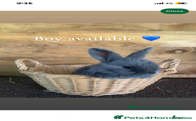English Spot rabbits - Advert 5