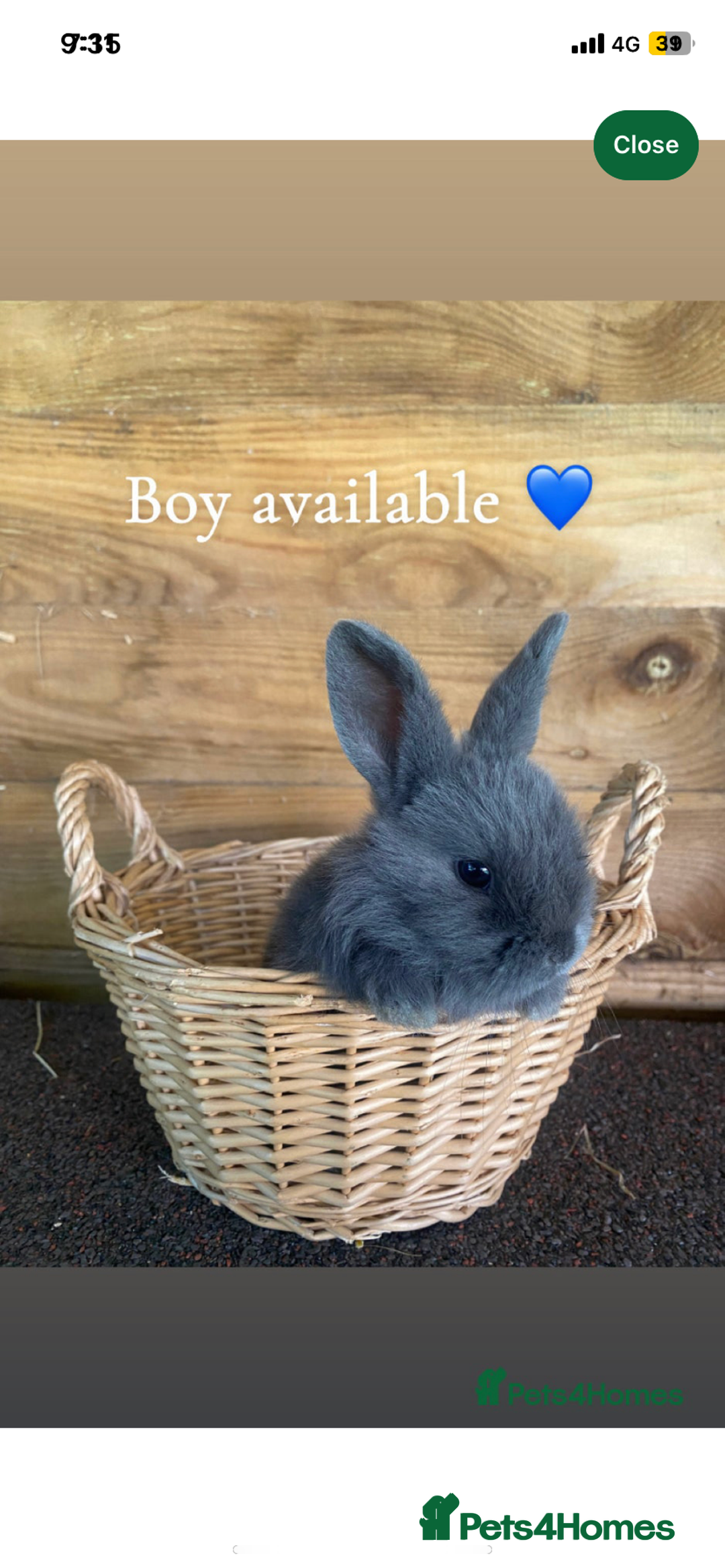 English Spot rabbits for sale: 🐰LAST BOY🐰gorgeous lop x English spot - Image 1