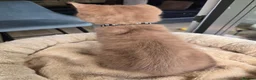 British Shorthair cats for sale: RARE! British Shorthair Kittens Cinnamon & Fawn in London - Advert 19