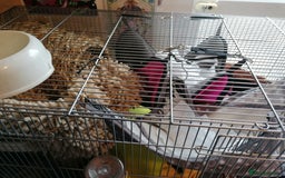 Rat rodents for sale: Free Rats with Cage etc, to good home - Image 5