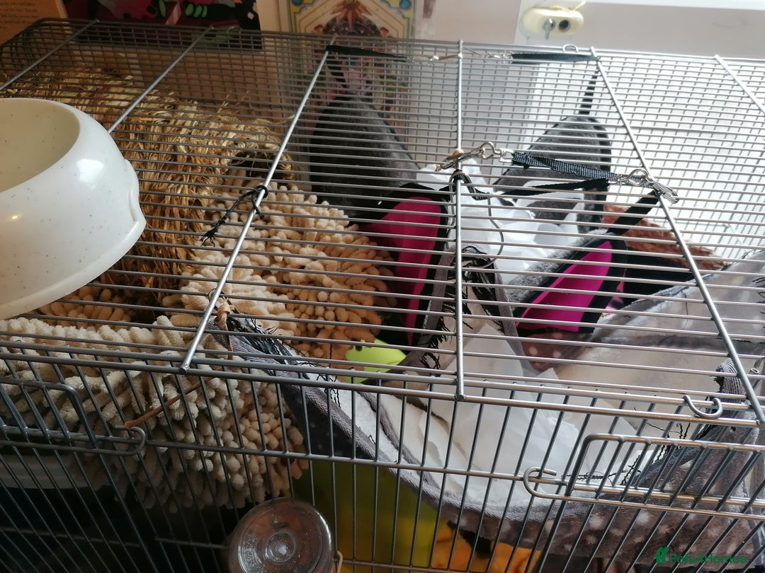 Rat rodents for sale: Free Rats with Cage etc, to good home - Image 5