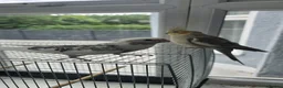 Cockatiels birds for sale: 2 tame cockatiels with cage - Advert 2