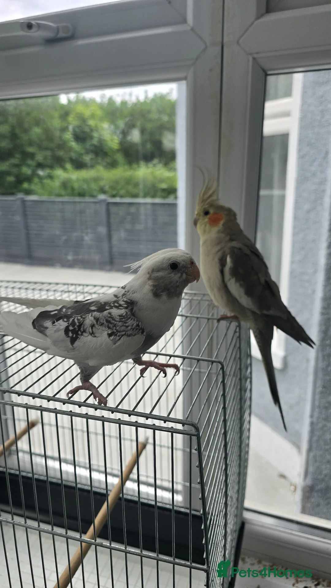 Cockatiels birds for sale: 2 tame cockatiels with cage - Advert 2