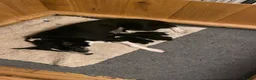 Border Collie dogs for sale: 🐾 Border Collie Puppies for Sale 🐾   in Hook - Advert 11