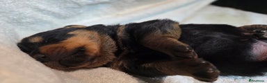 Rottweiler Male Puppy 1