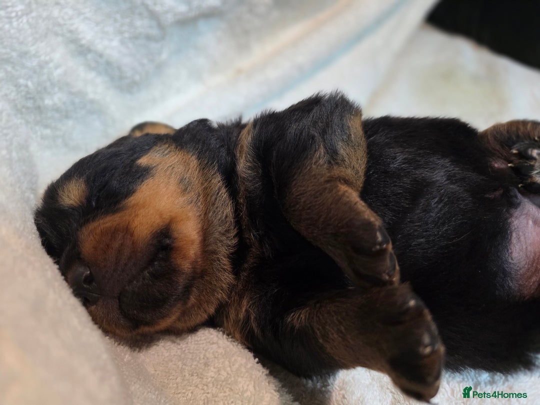 Rottweiler dogs for sale: Chunky, Strong, Loyal & Pure Rottweiler Puppies - Advert 10