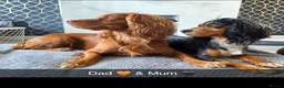 Cocker Spaniel dogs for sale: Beautiful Working Cocker Spaniels - Advert 3