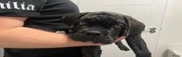 Cane Corso dogs for sale: Russian champ bloodline Cane Corso Puppies 8 left! - Advert 16