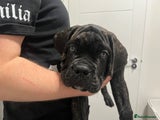 Cane Corso Puppy Brown
