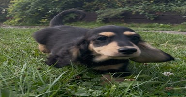 Miniature Dachshund dogs - Advert 6