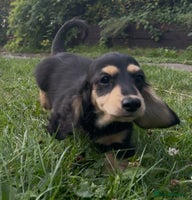 Miniature Dachshund dogs - Advert 5