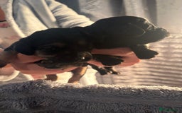 Cavapoochon dogs for sale: Cavapoochon puppies  - Image 5