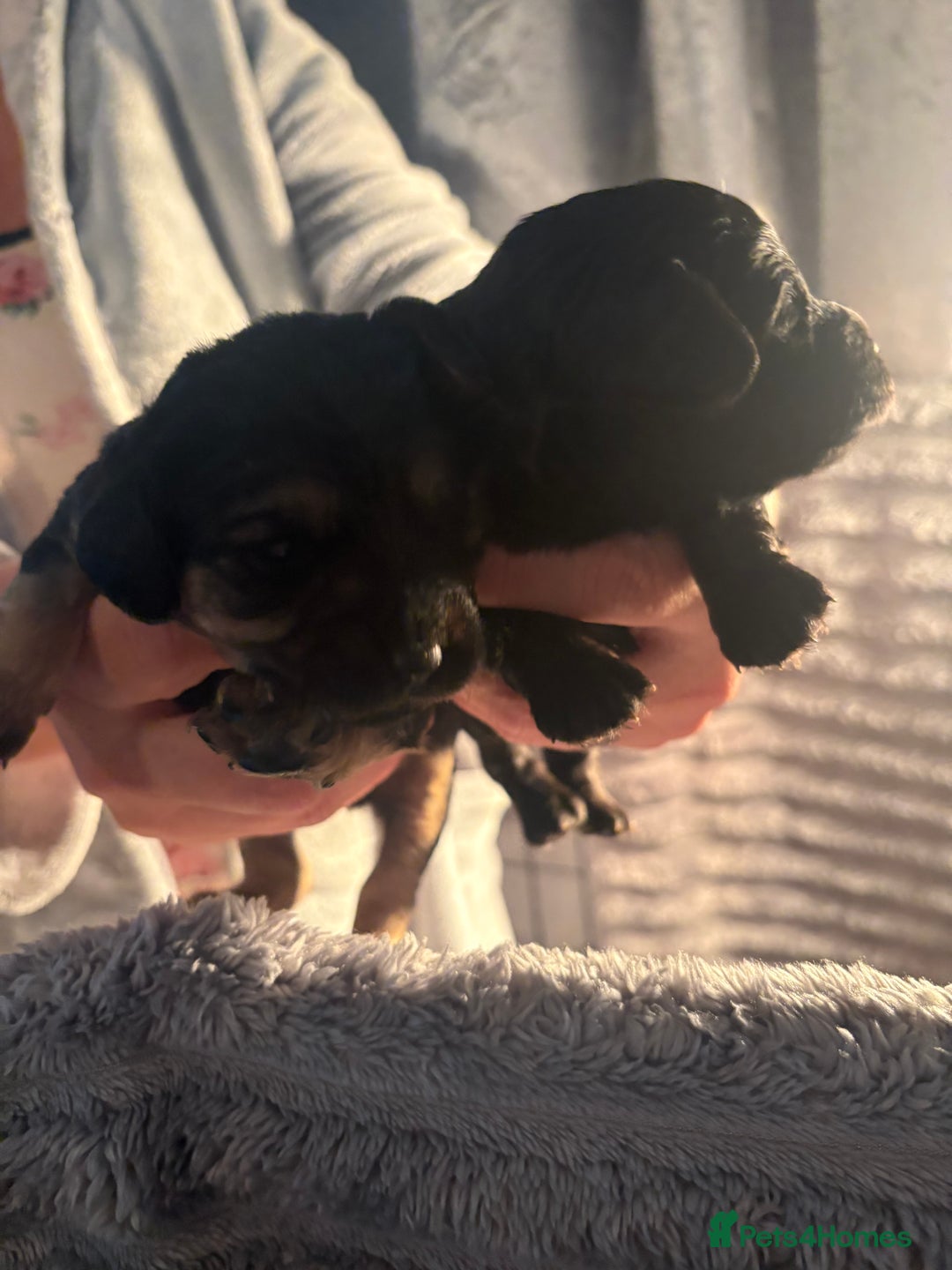 Cavapoochon dogs for sale: Cavapoochon puppies  - Image 5