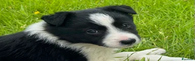 Border Collie 2