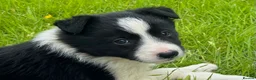 Border Collie dogs for sale: ⭐️ 2 Beautiful Female Border Collie Pups Left ⭐️ - Advert 5