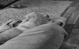 Goldador dogs for sale: 1 year old goldador male - Image 3
