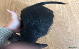 Dachshund dogs for sale: 5 dachshund x cavachon pups for sale  - Image 16