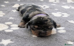 Miniature Dachshund dogs for sale: KC Registered miniature Dachshund Puppies - Image 7
