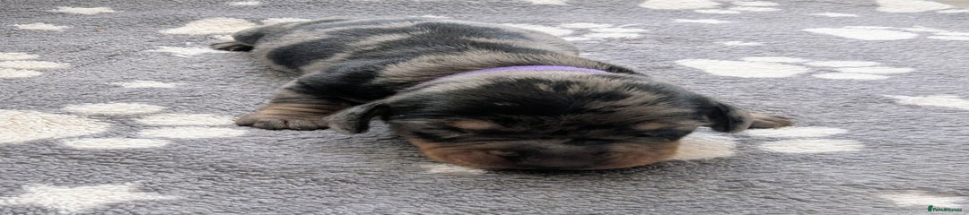 Miniature Dachshund Puppy 1
