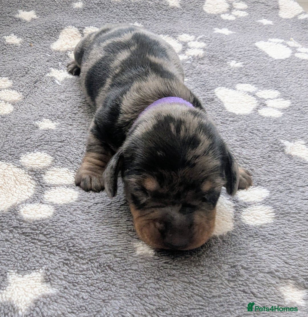 Miniature Dachshund dogs for sale: KC Registered miniature Dachshund Puppies - Image 7