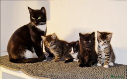 Domestic Shorthair cats for sale: Adorable Kittens Ready for Their Forever Homes - Advert 2