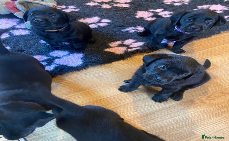 Labrador Retriever dogs - Advert 3