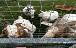 Goats livestock for sale: Family of 4 goats  - Image 2