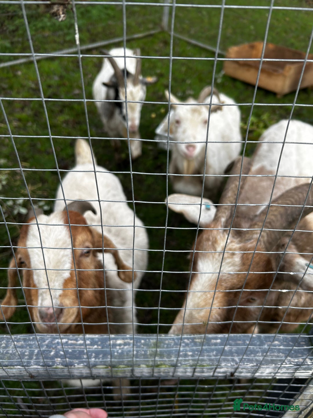 Goats livestock for sale: Family of 4 goats  - Image 2