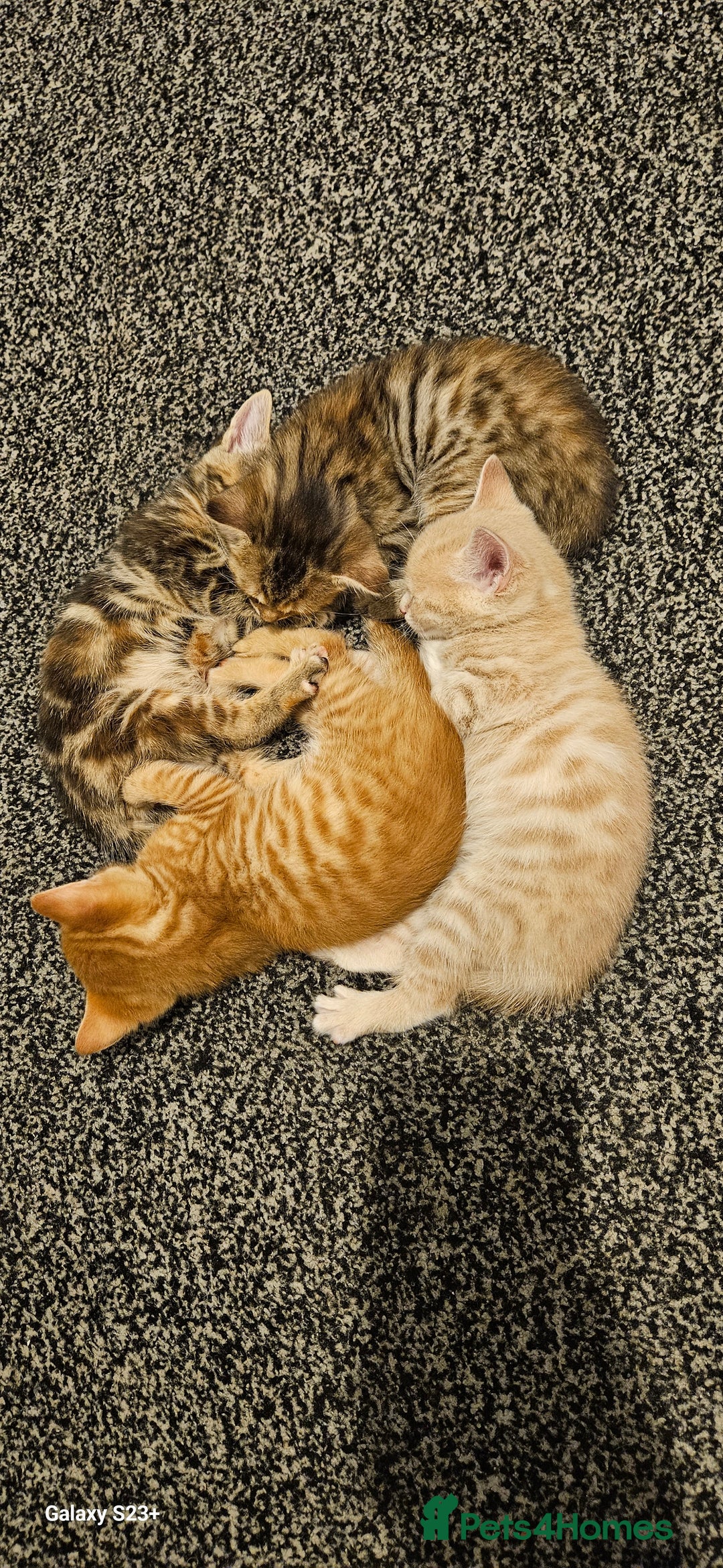 Mixed Breed cats for sale: 5 Bengal x Kittens–Glitter Coats,Beautiful Colours - Advert 17