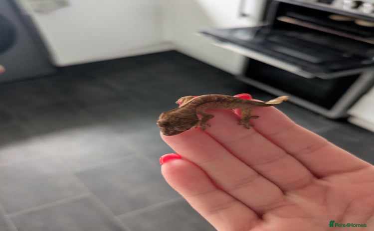 Gecko reptiles Crested gecko - Advert 1