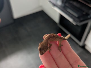 Gecko reptiles Crested gecko - Advert 1