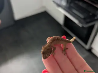 Gecko reptiles Crested gecko - Advert 1