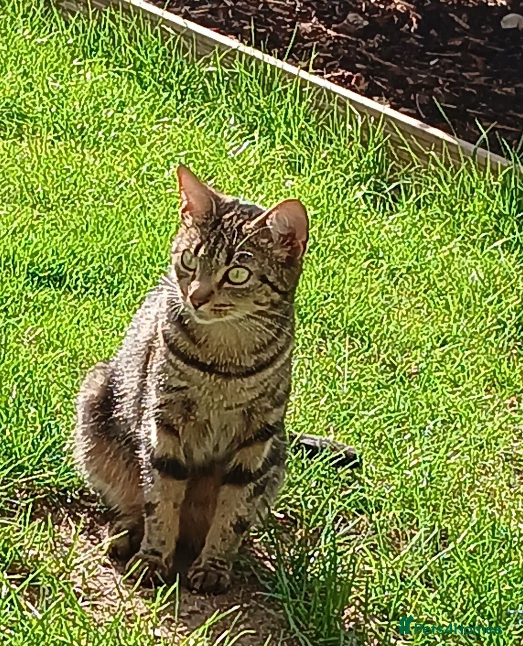 Mixed Breed cats Mum and Kittens need a loving home - Advert 1