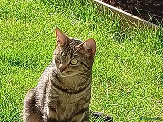 Mixed Breed cats Mum and Kittens need a loving home - Advert 7