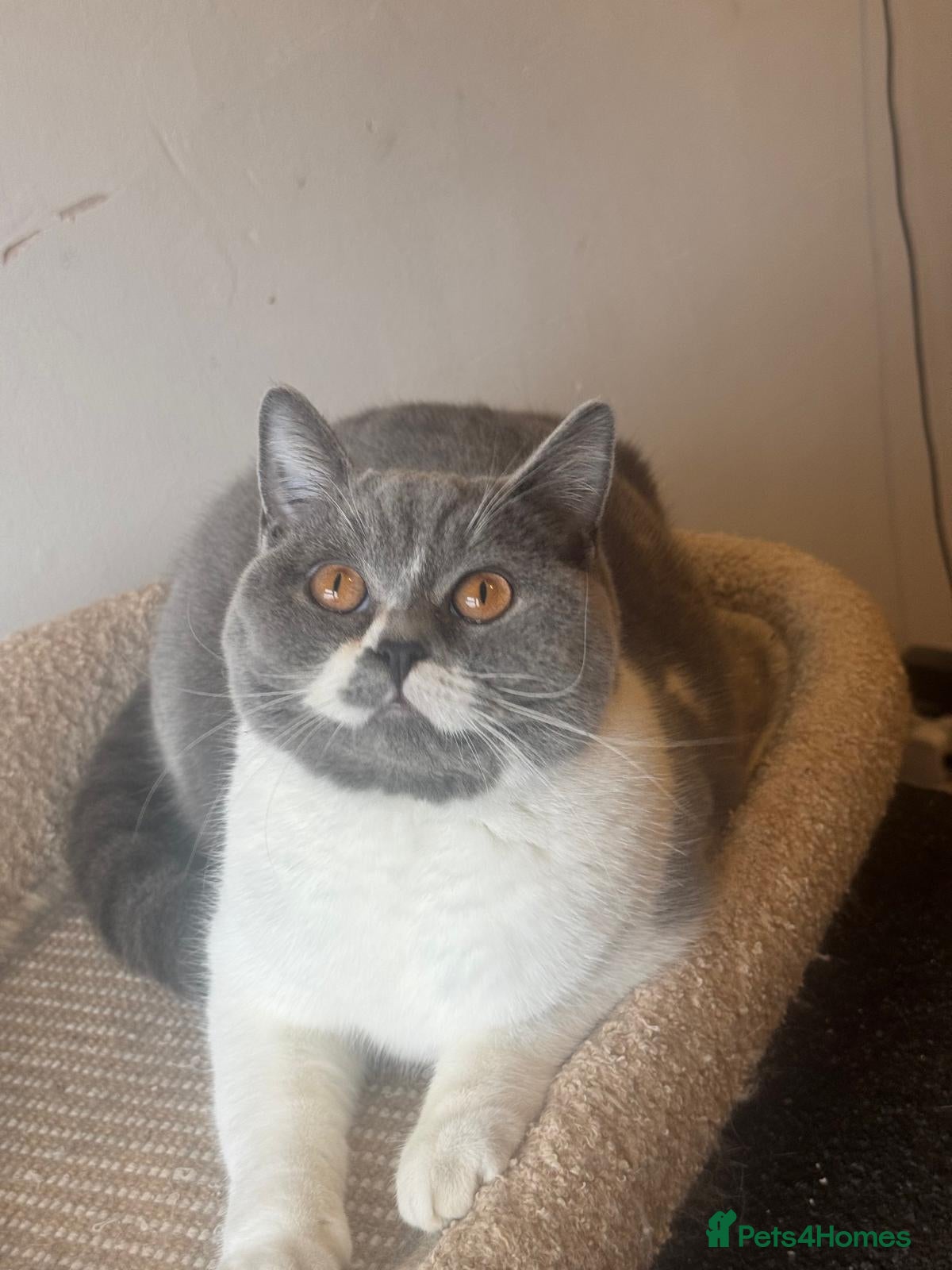 British Shorthair cats Gorgeous British shorthair female  - Advert 3