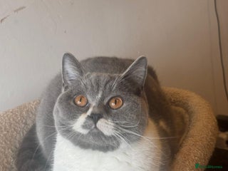 British Shorthair cats Gorgeous British shorthair female - Advert 18