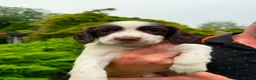 English Springer Spaniel dogs for sale: Springer spaniel  - Advert 9