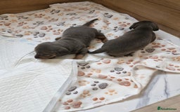 Miniature Dachshund dogs for sale: Miniture dashhound blue and tan - Image 10