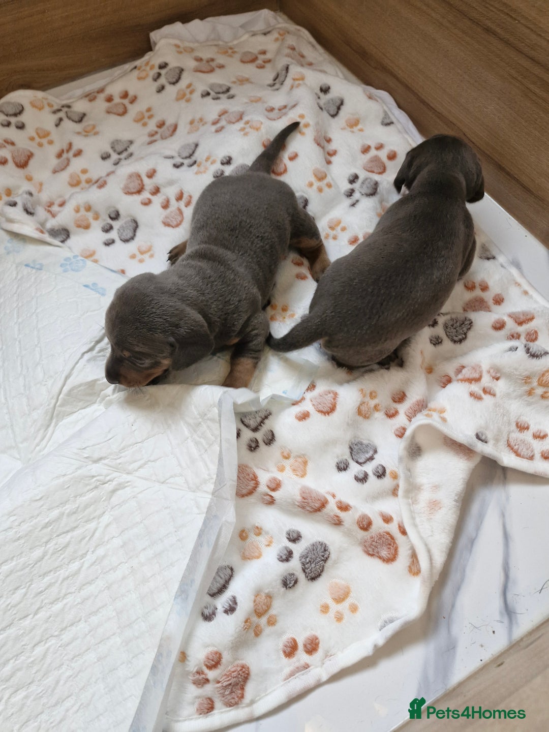 Miniature Dachshund dogs for sale: Miniture dashhound blue and tan - Image 10