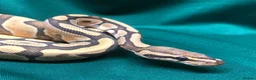 Python Snake reptiles for sale: Enchi, Ghost, Royal Python in Chesterfield - Advert 3