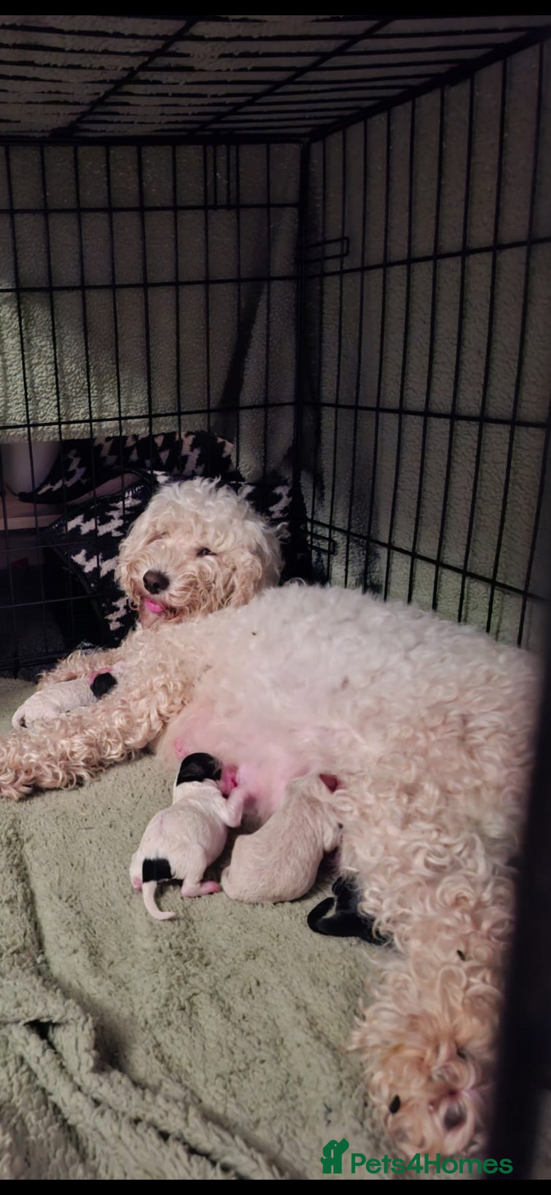 Cockapoo dogs for sale: Cockerpoo puppies for sale  - Image 15