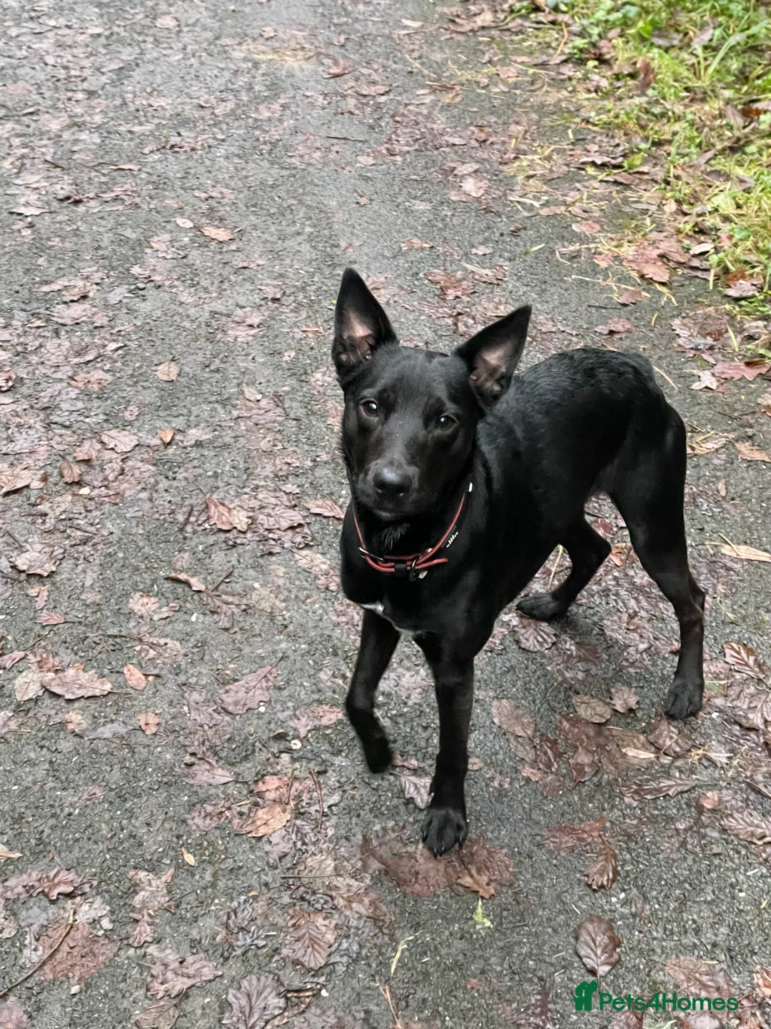 Mixed Breed dogs for sale: 1yr old Collie/Patterjack (male) - Advert 1