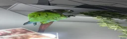 Conures birds for sale: beautiful 18 month old green cheek conure in Newport - Advert 12