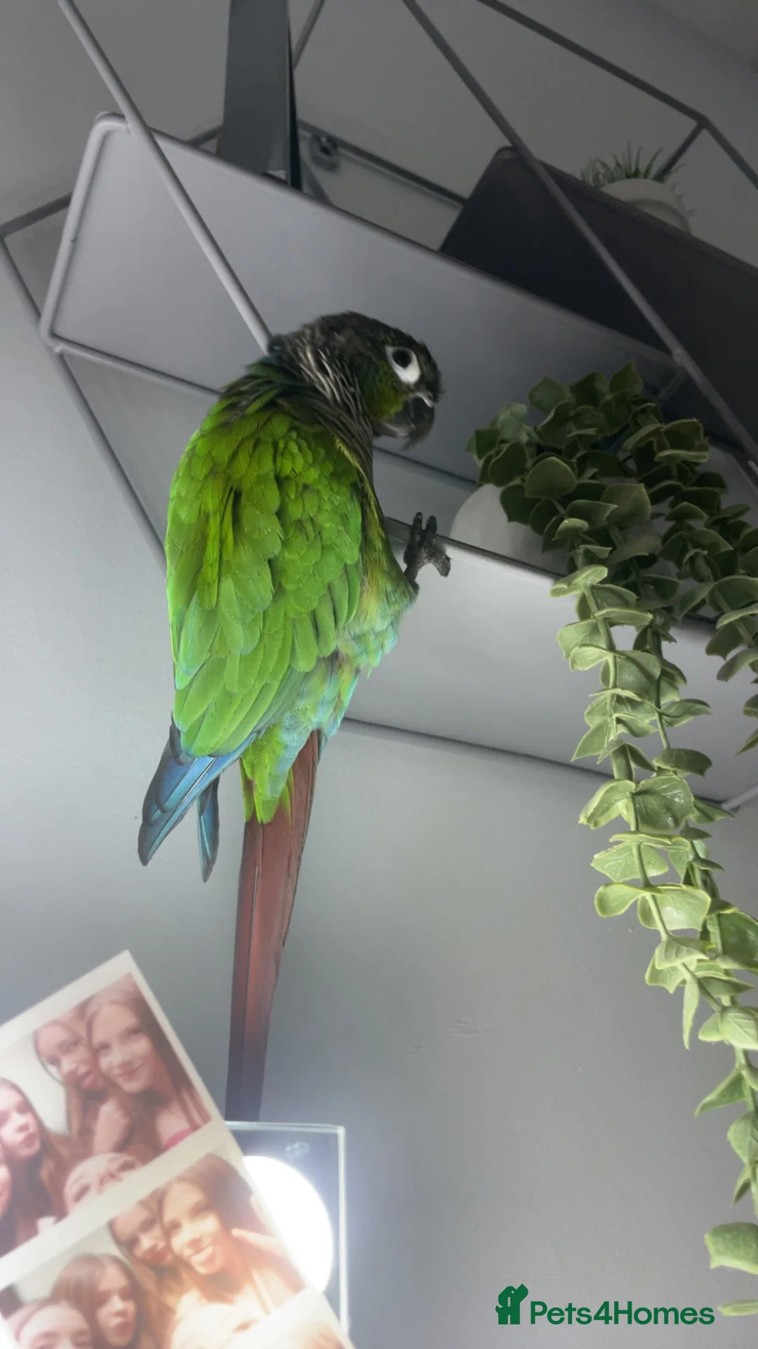 Conures birds for sale: beautiful 18 month old green cheek conure in Newport - Advert 12